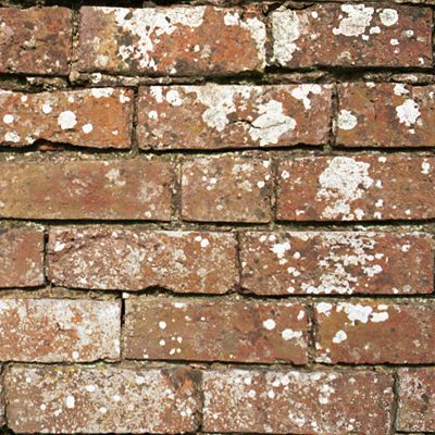 Текстура кирпича Texture brick Kirpitch0031